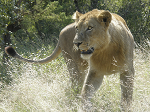Lion, Timbavati Safari Lodge